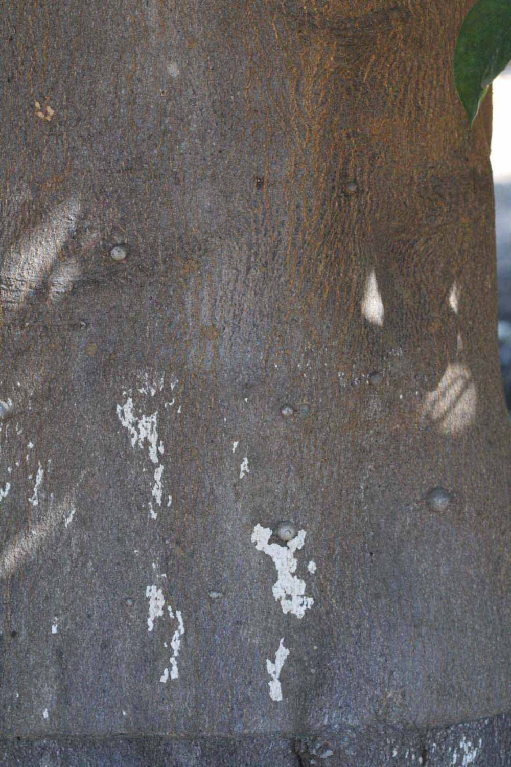            Bark (Riverside, CA)   